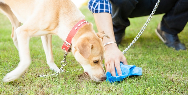 Dog sniffing poop by Shutterstock.