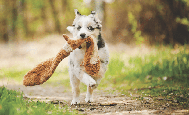 Dog with toy by iStock.