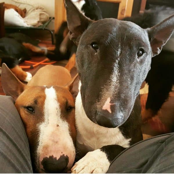 bull terrier trekking