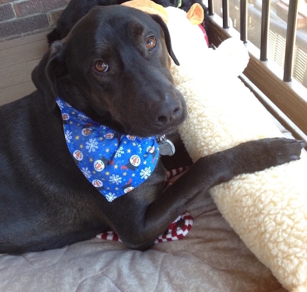 Harrison, my beloved pup who passed away this year. (Photo by Chris Corrigan Mendez)