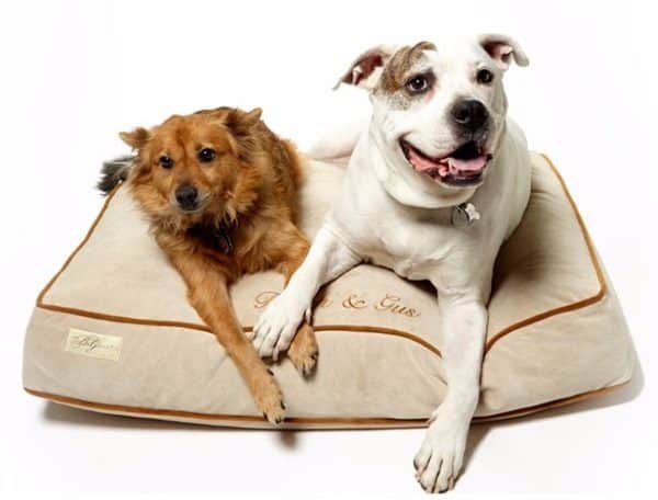 BG-Martin-dog-bed-with-dogs