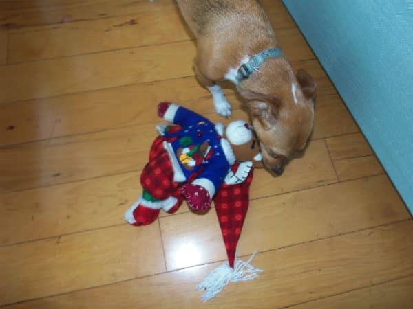 Terriers were bred for rooting out vermin, NOT rooting out Christmas plush from beneath our tree. Baby isn't even ashamed to be caught in the act. (Kara Martinez Bachman photo)