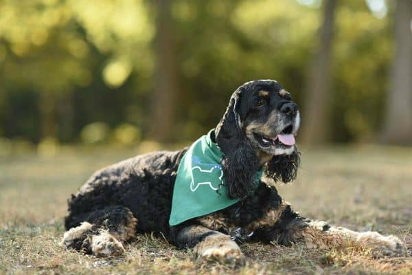 Bandit had four more years with a loving family after his first sought to euthanize him. (Photo courtesy Bandit's Facebook page) 