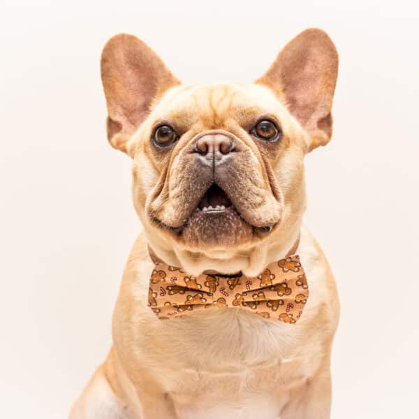 A cream Frenchie purbred dog in a standard color.