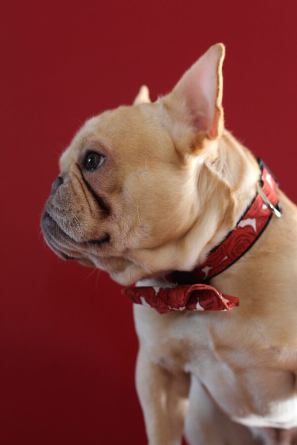 A purebred Frenchie dog in a standard cream color.
