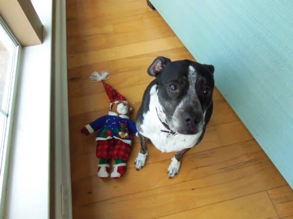 Leo looks as guilty as any Grinch could be. Here, he was caught red-handed with the latest murder victim of Christmas 2016, a Christmas plush decoration. (Kara Martinez Bachman photo)