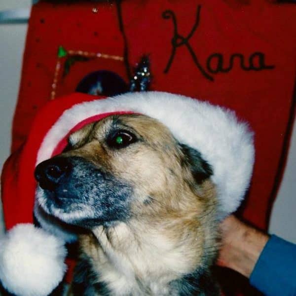 An old photo of our German Shepherd mix, Max. He was filled with gratitude for us saving him from the cold outdoors, but it really was too much, even for him, to wear a Santa hat. (Kara Martinez Bachman)