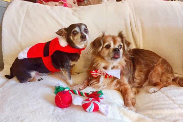 After weeks by themselves, Bitsy Marie and Bear got to enjoy Christmas with their new family. (Photo courtesy @petlastwishes on Facebook)