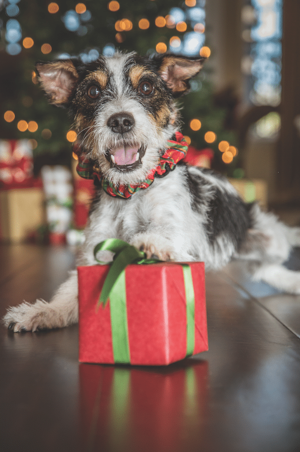 Holiday pup by Gina Cioli/Lumina Media. 
