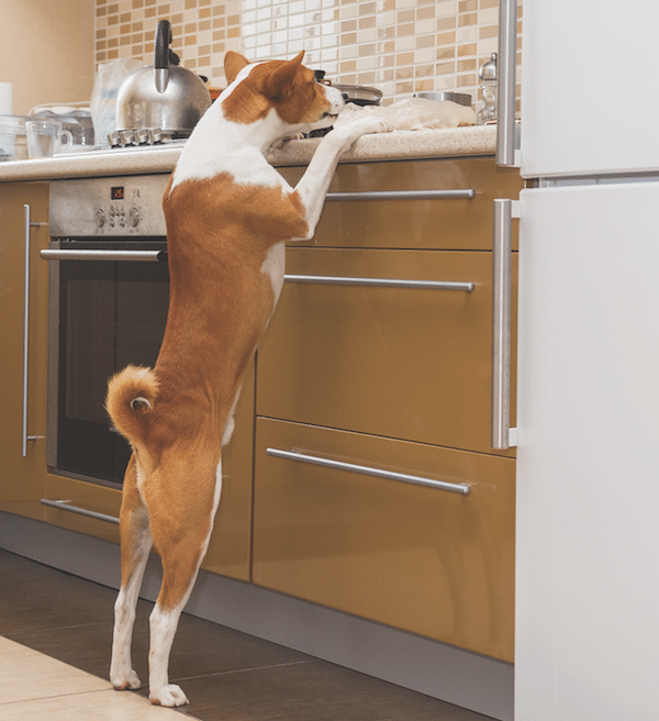 Dog in kitchen by istock.