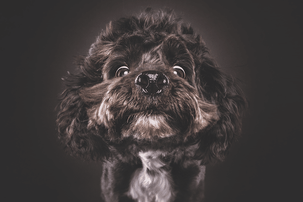 Dog photo by Christian Vieler. 