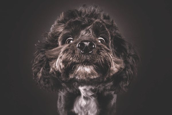 Dog photo by Christian Vieler.