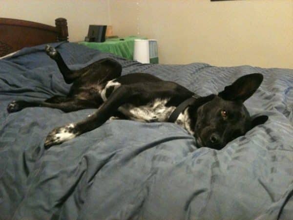 Riggins the king of the bed! (Photo by Wendy Newell)