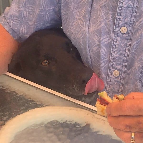 Riggins eyes some of his Grandpa's food! (Photo by Wendy Newell)