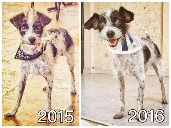 Emmett has gained a best friend, a home and a few pounds since his adoption in 2015. (All photos courtesy @soyemmett)