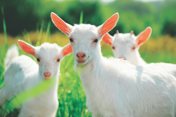 Goats by Shutterstock.