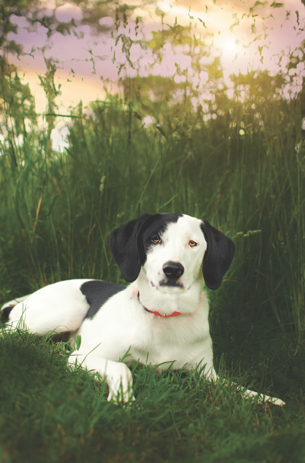 Border Collie/Beagle mix Harley is full of energy, always wanting to play and give lovins. (Photo by Tina Quatroni)