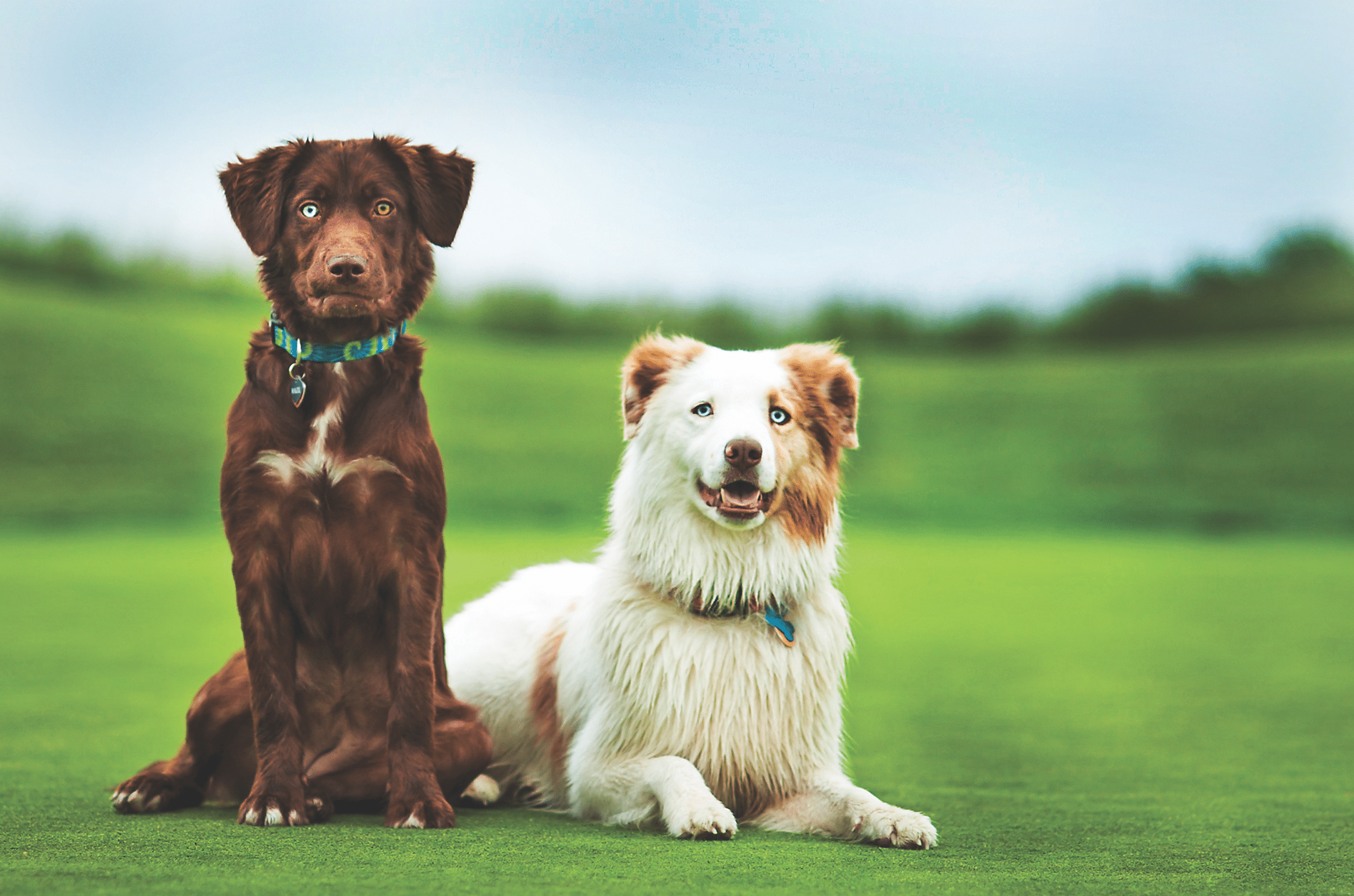 Magik, left, was adopted by her new family after they lost their senior dog. They said she is “truly magical.” Wally brought his new owner joy while she underwent treatment for bone cancer. (Photo by Tina)