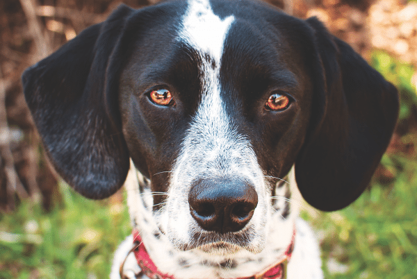 Mooch enjoys walks and loves to play with his two sisters — a rescue dog and a rescue cat! (Photo by Tina Quatroni)