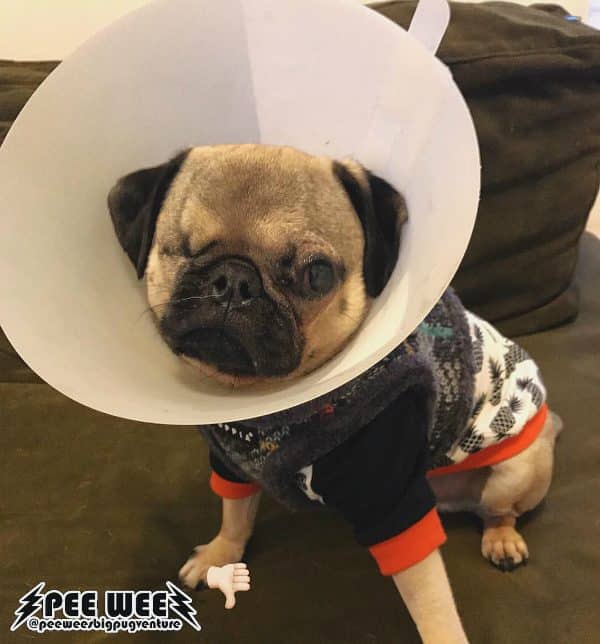 Pee Wee is now recovering from a surgical repair on his remaining eye. (photo courtesy @peeweesbigpugventure)