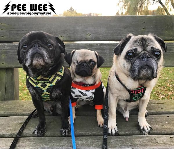Pee Wee loves his big Pug brothers Tatanka (left) and Frankie (right). (Photo courtesy @peeweesbigpugventure)
