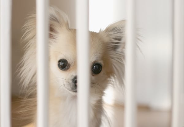 Dog behind gate by Shutterstock.