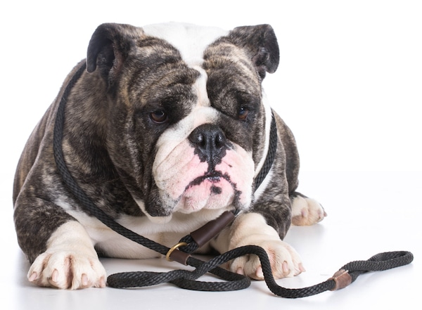Bulldog with leash by Shutterstock.