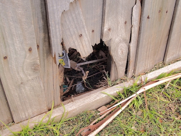 A small dog could escape through the hole in this fence. (Photo by Shutterstock)
