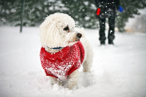 Winter-Proof Your Dog