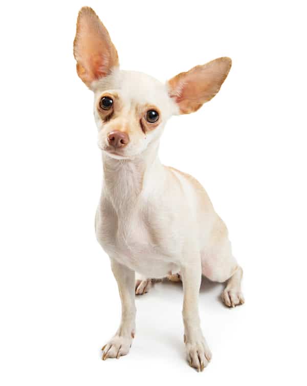 Chihuahua with tear stains by Shutterstock.