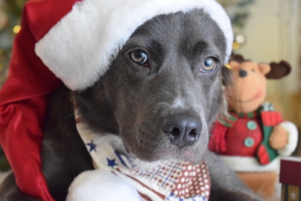 Dog in santa hat by Shutterstock.