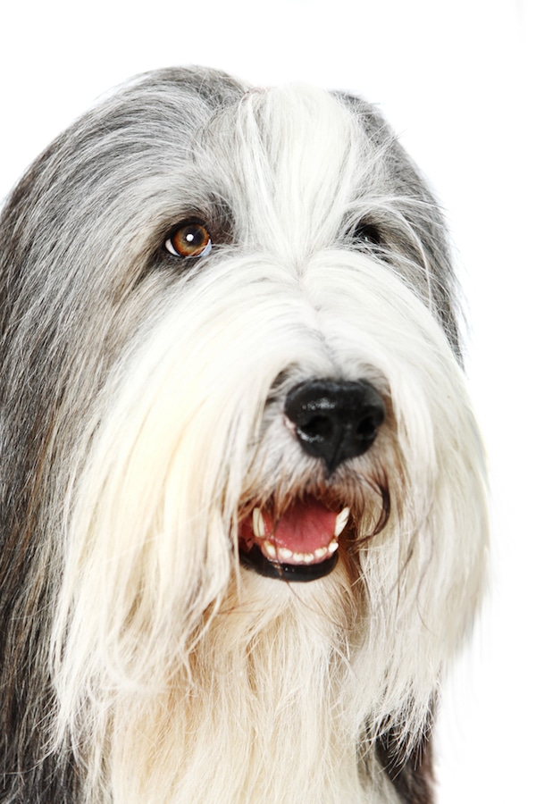 Old English Sheepdog by Shutterstock.