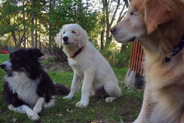 Pal quickly became part of the pack with Smiley and Pippi. (Photo courtesy @smileytheblindtherapydog)
