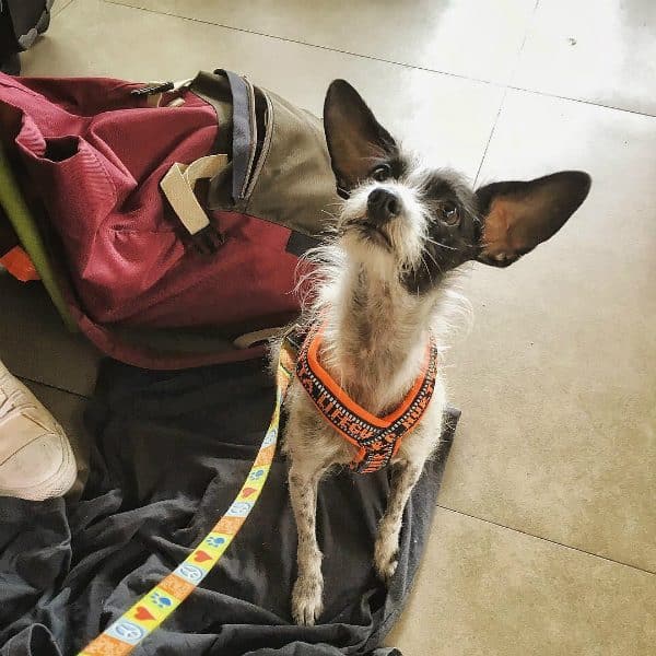 Travel-sized Emmett at a Mexican airport during a layover.
