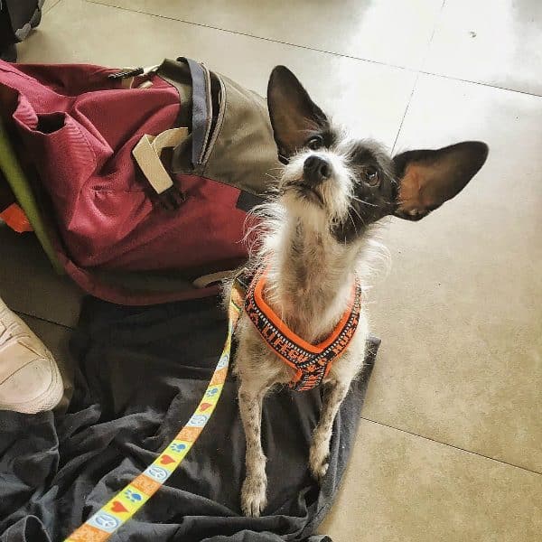 Travel-sized Emmett at a Mexican airport during a layover. 