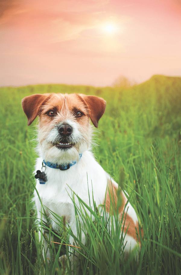 Like most Jack Russell Terriers, Wegman is an energetic spaz, but is mysteriously very gentle with babies and puppies. (Photo by Tina Quatroni) 