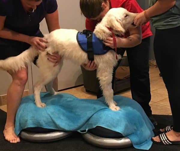 Balancing on the wobbly balls at Animal Rehabilitation Centre in Toronto. (Photo courtesy @thegoldenlifeofpal)