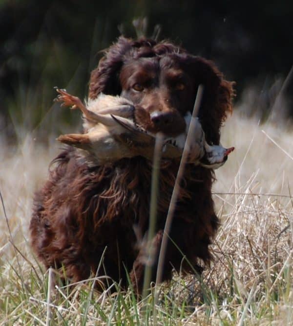 Boykin Spaniel, courtesy Patricia Watts, Hollow Creek Kennel