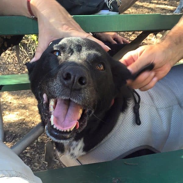 shedding a lot black cur shed a lot 28 images dogs and owners take up shed blackmouth cur breed shedding a lot black cur shed a lot 28 images dogs and owners take up shed blackmouth cur breed