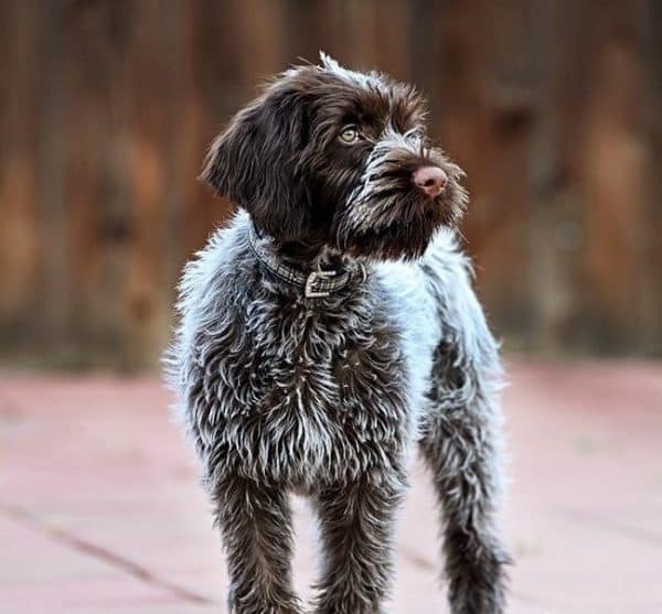 Wirehaired Pointing Griffon courtesy Renee Mason Carter