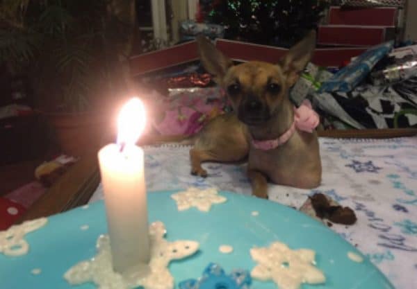 Kiki celebrated her first birthday on Christmas Eve. (Photo courtesy Brittani Lowe) 