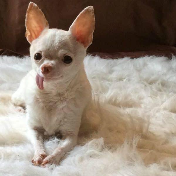 Pinky's human says the same things that made her unlikley to get adopted are the same things that make her a hit on Instagram. (All photos courtesy @pinkythechi)