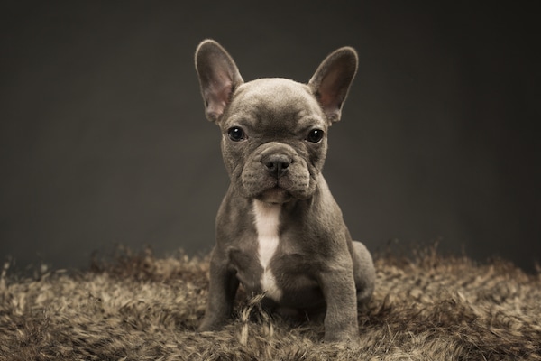 A blue French bulldog. 