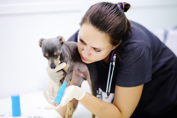 Vet exams dog with broken leg by Shutterstock.