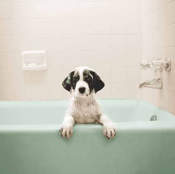 Dog in bathtub by iStock.