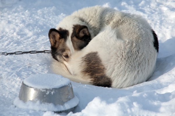 If you see a situation like this, it's time to call your local animal control department. (Photo via Shutterstock)
