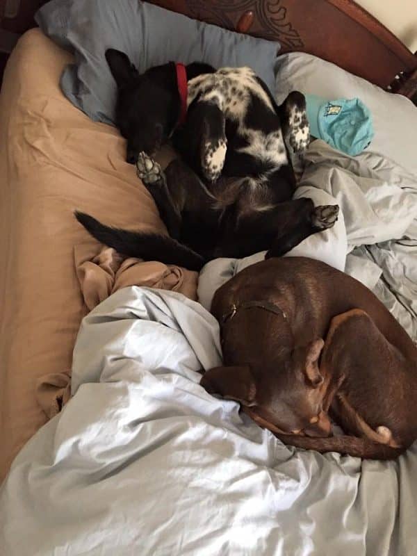 Riggins and his buddy Shadow take a nap on the human bed. (Photo by Wendy Newell)