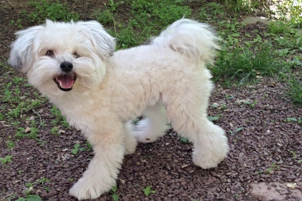 why do pomeranians lose their hair dogs dogster why do pomeranians lose their hair dogs dogster