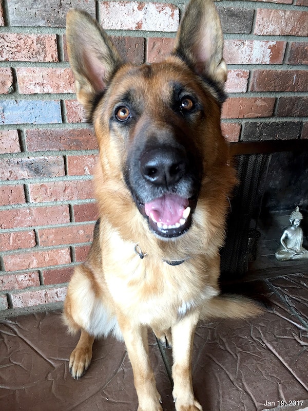 Amblin Partners released this photo of Hercules at home after the incident. (Photo courtesy Amblin Partners)