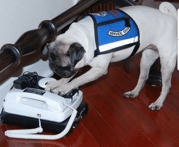 Pia Pia demonstrates how she uses her 911 phone. (Photo courtesy @pia_pia_the_pug)